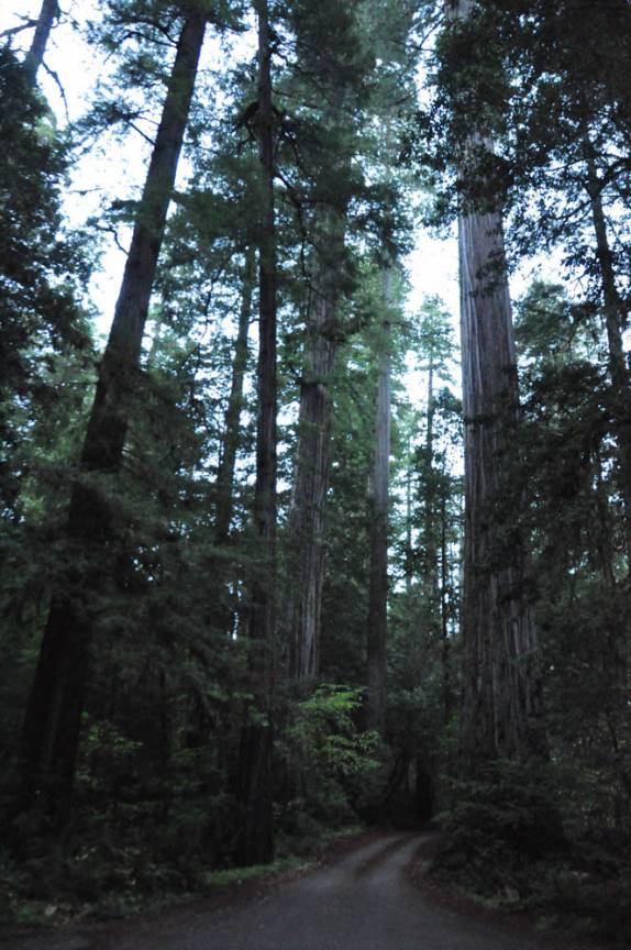 Estrada de terra corta o Redwood National Park, no norte da Califórnia, nos Estados Unidos